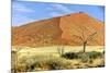 Vast Dune at Sossusvlei Namib Naukluft Park Namibia-photogallet-Mounted Photographic Print