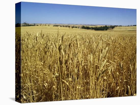 Vast Fields of Ripening Wheat, Near Northam, West Australia, Australia, Pacific-Richard Ashworth-Stretched Canvas