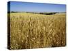 Vast Fields of Ripening Wheat, Near Northam, West Australia, Australia, Pacific-Richard Ashworth-Stretched Canvas