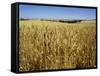 Vast Fields of Ripening Wheat, Near Northam, West Australia, Australia, Pacific-Richard Ashworth-Framed Stretched Canvas