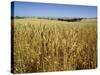 Vast Fields of Ripening Wheat, Near Northam, West Australia, Australia, Pacific-Richard Ashworth-Stretched Canvas