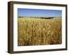 Vast Fields of Ripening Wheat, Near Northam, West Australia, Australia, Pacific-Richard Ashworth-Framed Photographic Print