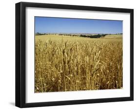 Vast Fields of Ripening Wheat, Near Northam, West Australia, Australia, Pacific-Richard Ashworth-Framed Photographic Print