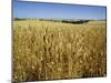 Vast Fields of Ripening Wheat, Near Northam, West Australia, Australia, Pacific-Richard Ashworth-Mounted Photographic Print
