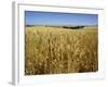 Vast Fields of Ripening Wheat, Near Northam, West Australia, Australia, Pacific-Richard Ashworth-Framed Photographic Print