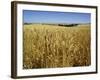 Vast Fields of Ripening Wheat, Near Northam, West Australia, Australia, Pacific-Richard Ashworth-Framed Photographic Print