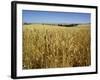 Vast Fields of Ripening Wheat, Near Northam, West Australia, Australia, Pacific-Richard Ashworth-Framed Photographic Print