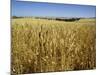 Vast Fields of Ripening Wheat, Near Northam, West Australia, Australia, Pacific-Richard Ashworth-Mounted Photographic Print