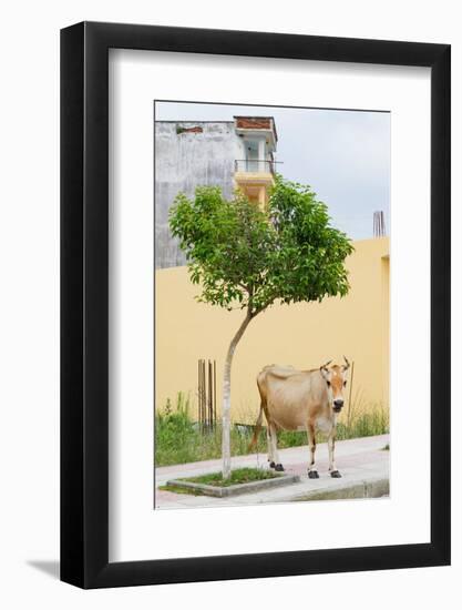 Vau di Dejes, Albania. Cow wandering in town.-null-Framed Photographic Print