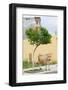 Vau di Dejes, Albania. Cow wandering in town.-null-Framed Photographic Print