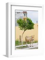 Vau di Dejes, Albania. Cow wandering in town.-null-Framed Photographic Print