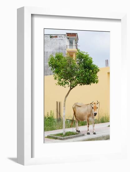 Vau di Dejes, Albania. Cow wandering in town.-null-Framed Photographic Print