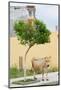 Vau di Dejes, Albania. Cow wandering in town.-null-Mounted Photographic Print