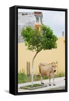 Vau di Dejes, Albania. Cow wandering in town.-null-Framed Stretched Canvas