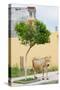 Vau di Dejes, Albania. Cow wandering in town.-null-Stretched Canvas