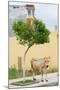 Vau di Dejes, Albania. Cow wandering in town.-null-Mounted Photographic Print