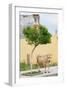 Vau di Dejes, Albania. Cow wandering in town.-null-Framed Photographic Print