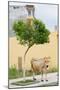 Vau di Dejes, Albania. Cow wandering in town.-null-Mounted Photographic Print