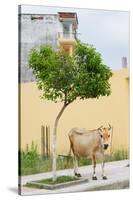 Vau di Dejes, Albania. Cow wandering in town.-null-Stretched Canvas