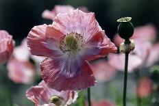 Opium Poppies (Papaver Somniferum)-Vaughan Fleming-Photographic Print