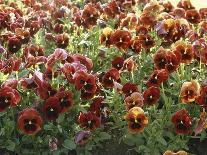 Pansies (Viola Sp,)-Vaughan Fleming-Photographic Print