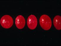 Polished Rubies-Vaughan Fleming-Photographic Print