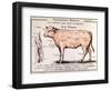 Veal: Diagram Depicting the Different Cuts of Meat-French School-Framed Giclee Print