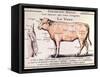 Veal: Diagram Depicting the Different Cuts of Meat-French School-Framed Stretched Canvas