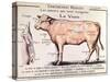 Veal: Diagram Depicting the Different Cuts of Meat-French School-Stretched Canvas