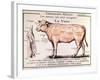 Veal: Diagram Depicting the Different Cuts of Meat-French School-Framed Giclee Print