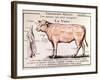 Veal: Diagram Depicting the Different Cuts of Meat-French School-Framed Giclee Print