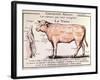 Veal: Diagram Depicting the Different Cuts of Meat-French School-Framed Giclee Print