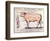 Veal: Diagram Depicting the Different Cuts of Meat-French School-Framed Premium Giclee Print
