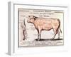 Veal: Diagram Depicting the Different Cuts of Meat-French School-Framed Giclee Print