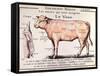 Veal: Diagram Depicting the Different Cuts of Meat-French School-Framed Stretched Canvas