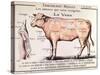 Veal: Diagram Depicting the Different Cuts of Meat-French School-Stretched Canvas