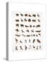 Vector Collection of Animal Icons-Marish-Stretched Canvas