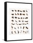 Vector Collection of Animal Icons-Marish-Framed Stretched Canvas