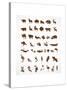 Vector Collection of Animal Icons-Marish-Stretched Canvas