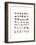 Vector Collection of Animal Icons-Marish-Framed Art Print