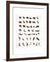 Vector Collection of Animal Icons-Marish-Framed Art Print