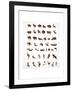 Vector Collection of Animal Icons-Marish-Framed Art Print