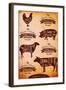 Vector Diagram Cut Carcasses Chicken, Pig, Cow, Lamb-111chemodan111-Framed Art Print