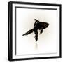 Vector Drawing of the Silhouette Stylized Fish.-Farferros-Framed Art Print