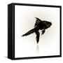 Vector Drawing of the Silhouette Stylized Fish.-Farferros-Framed Stretched Canvas