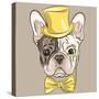 Vector Funny Cartoon Hipster French Bulldog Dog-kavalenkava volha-Stretched Canvas