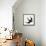 Vector Ink Pen Hand Drawn Flying Swallow Silhouette Illustration with Vintage Feel | Flying Swallow-Mascha Tace-Framed Stretched Canvas displayed on a wall