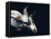 Vector Polygonal Goat Illustration.-Kundra-Framed Stretched Canvas