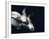 Vector Polygonal Goat Illustration.-Kundra-Framed Art Print