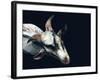 Vector Polygonal Goat Illustration.-Kundra-Framed Art Print